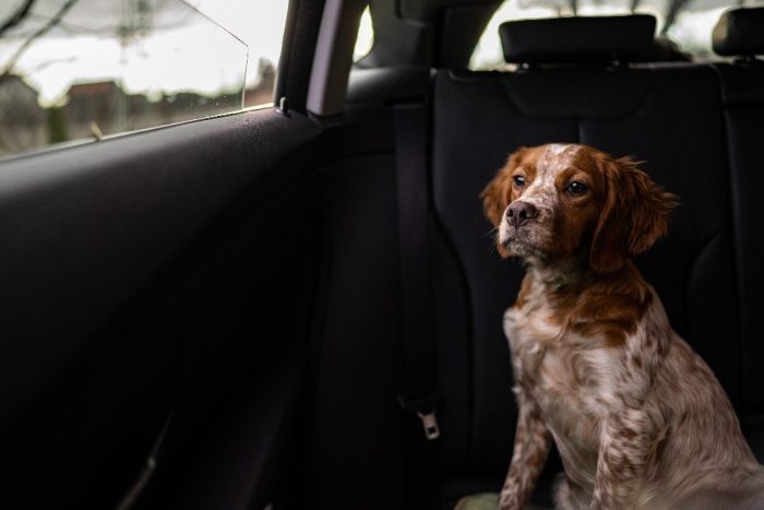 Dog on a car seat